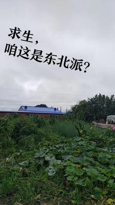 我靠荒野求生直
