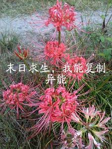 钓鱼乐无边免
